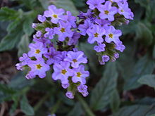 Starr 030523-0130 Heliotropium amplexicaule.jpg